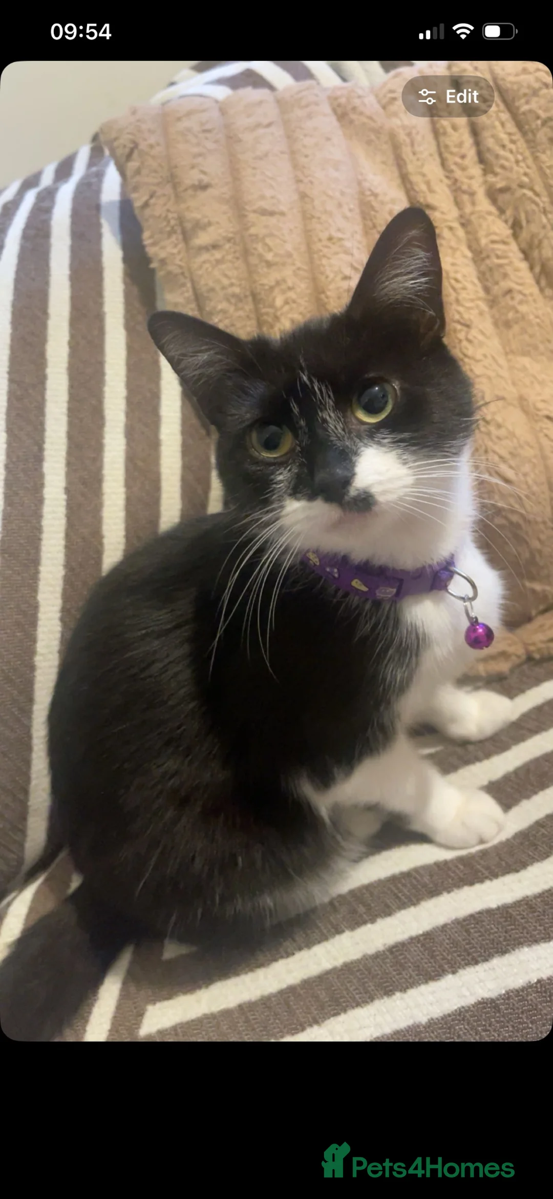 Domestic Shorthair cats for sale: 2 Female Cats Looking for Their Forever Home in Stockport - Advert 6