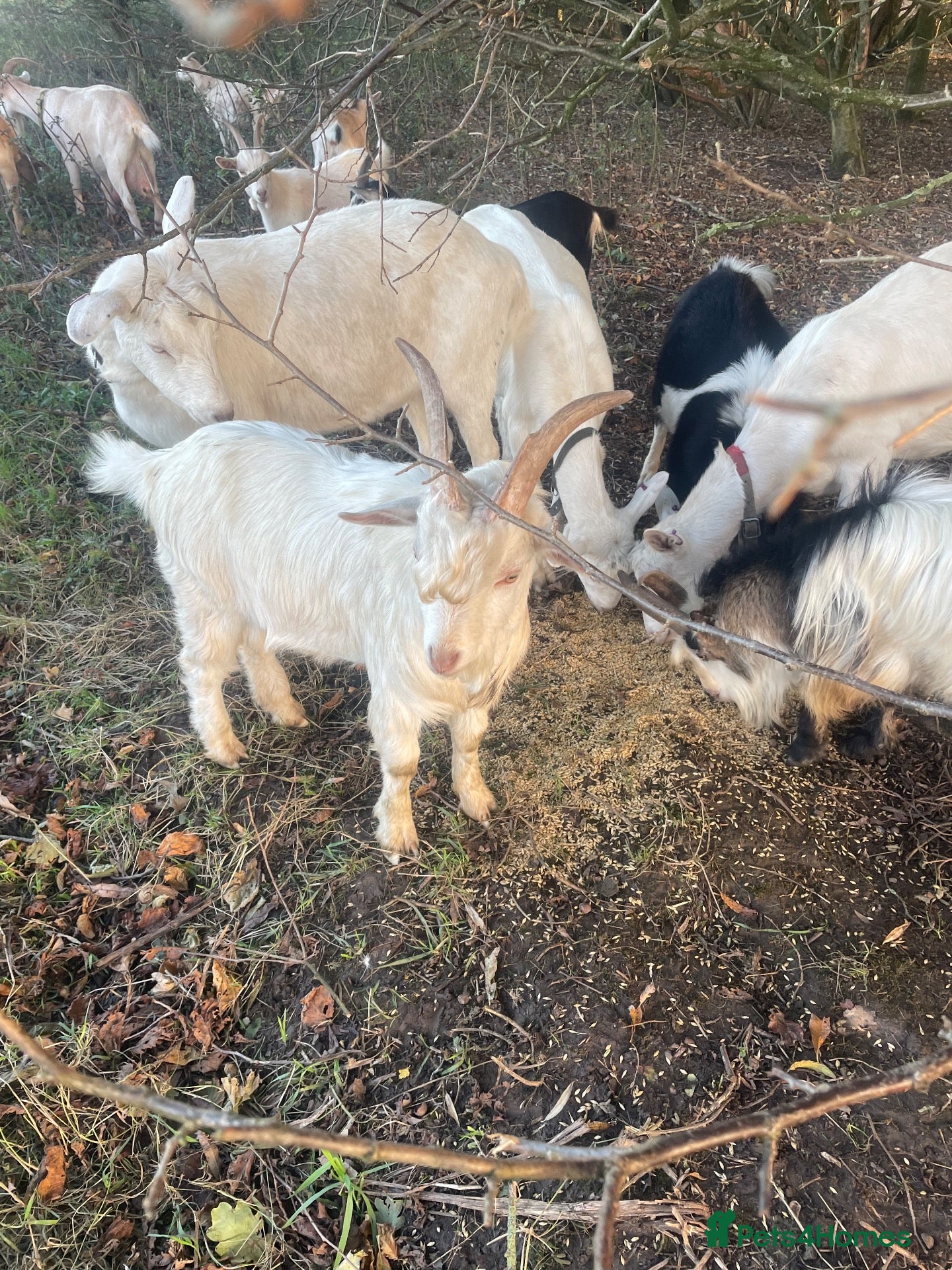 Goats livestock for sale: Goats - Advert 2