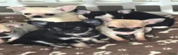 Chihuahua dogs for sale: KC Registered tiny Female puppies. - Advert 6