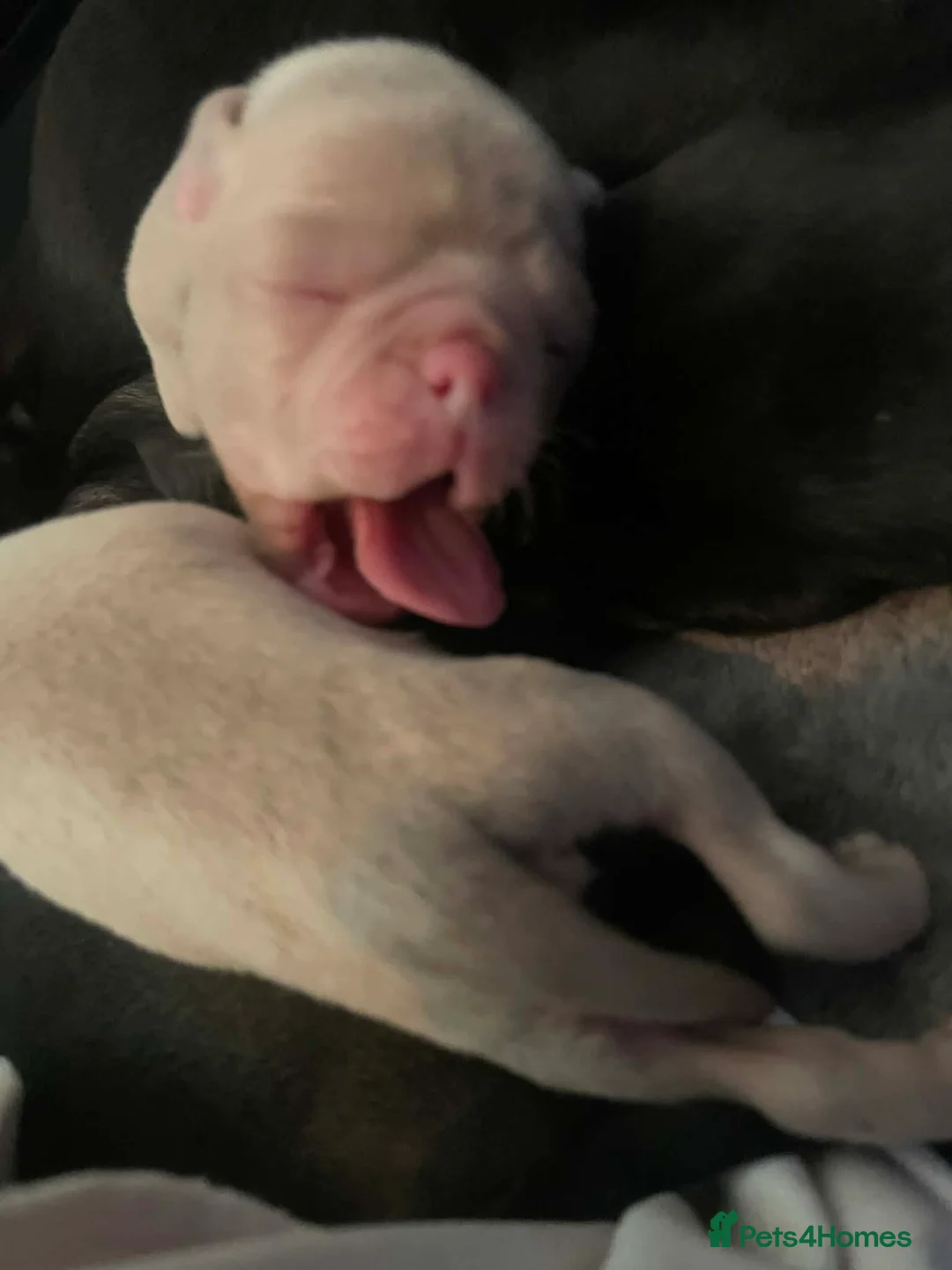 Jug dogs for sale: Three adorable jug puppies available for new homes in Catterick Garrison - Advert 9