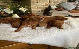 Irish Doodle dogs for sale: Stunning F1 mini Irish  Doodles  - Image 13