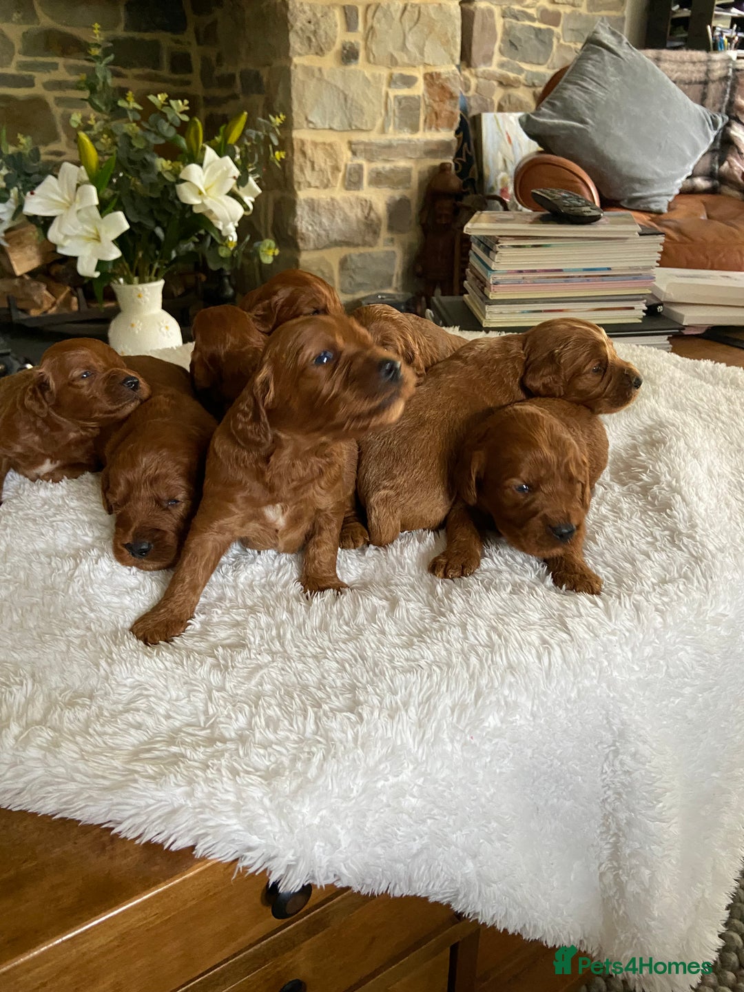 Irish Doodle dogs for sale: Stunning F1 mini Irish  Doodles  - Image 13