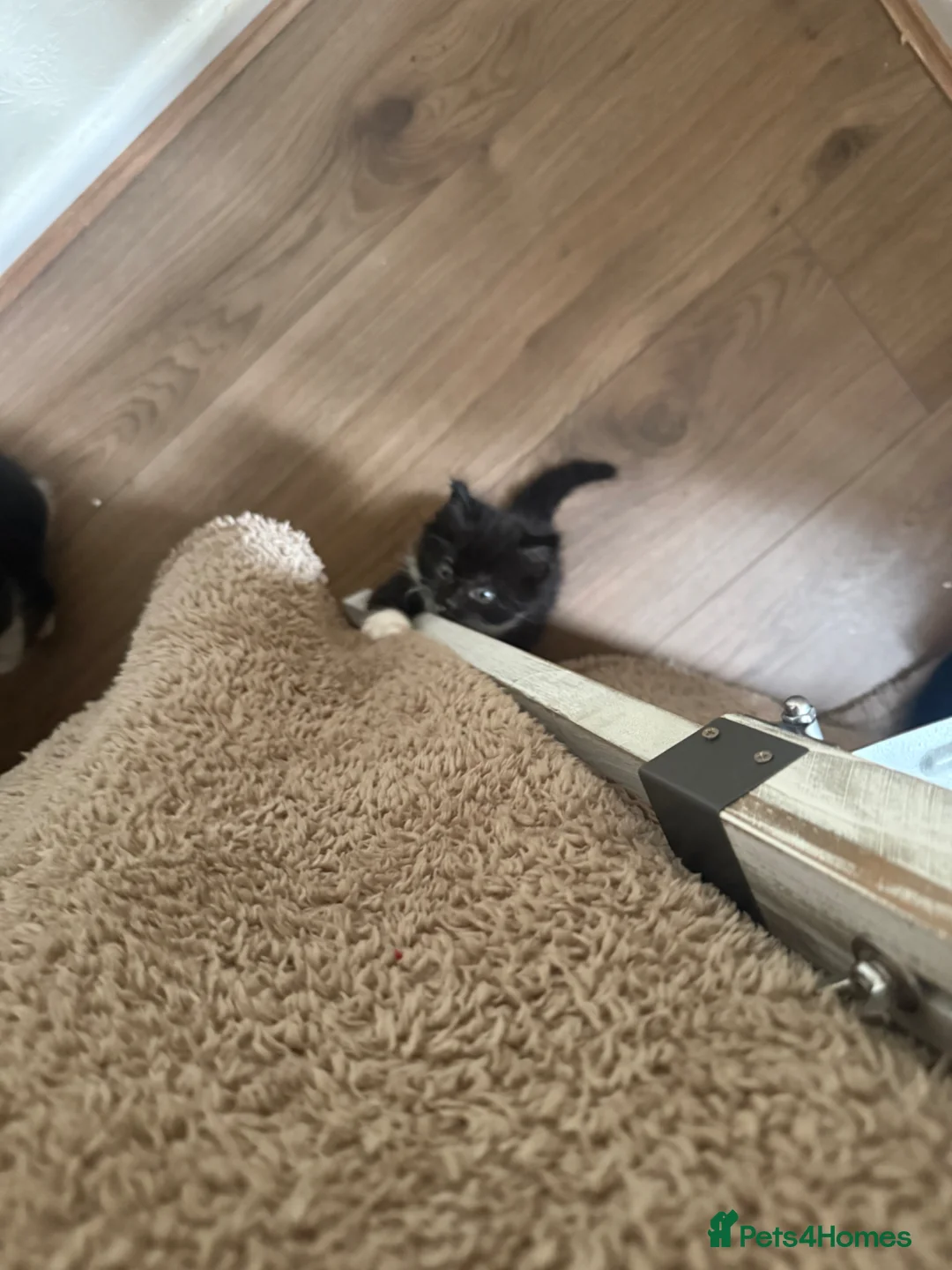 Mixed Breed cats for sale: Kittens for sale  in Horncastle - Advert 5