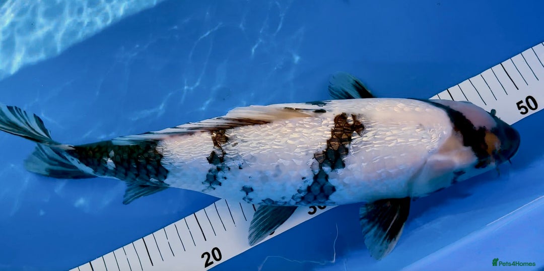 Koi Carp fish for sale: Huge selection of Japanese Koi for sale - Image 30