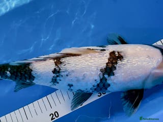 Koi Carp fish MASSIVE WINTER KOI SALE - 50% off - Advert 4