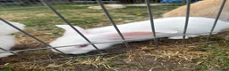 Continental Giant rabbits for sale: 3 x Continental rabbits  - Advert 11