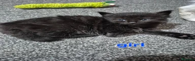 Maine Coon 3