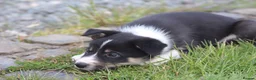 Border Collie dogs for sale: Gorgeous little of border collie puppies for sale  - Advert 8