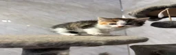Mixed Breed cats for sale: Half ragdoll/half Maine coon kittens - Advert 2