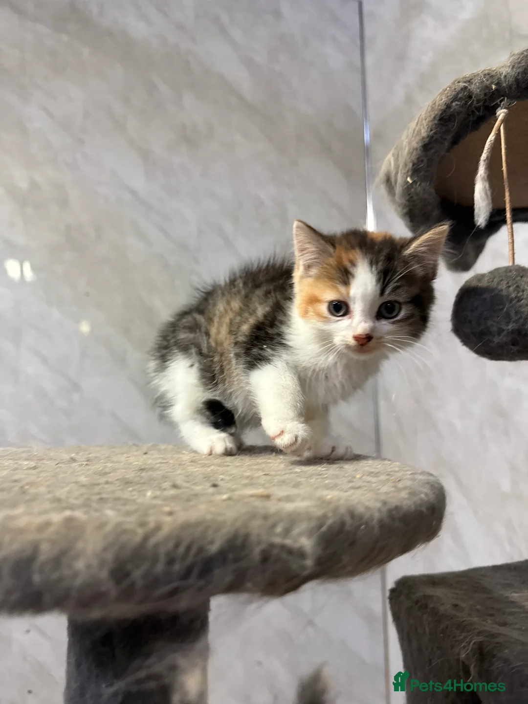 Mixed Breed cats for sale: Half ragdoll/half Maine coon kittens - Advert 2