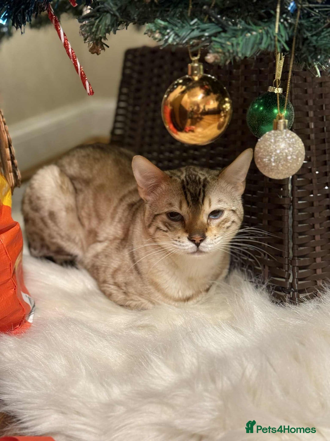 Bengal cats for stud: Bengal Snow for stud  - Advert 3