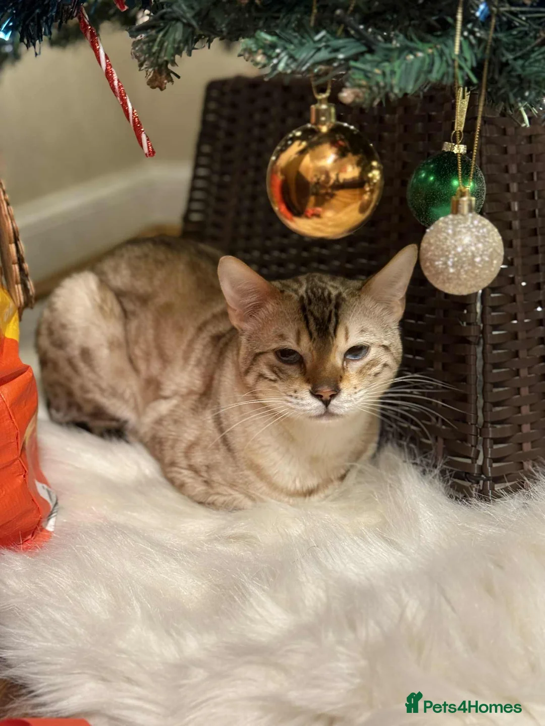 Bengal cats for stud: Bengal Snow for stud  - Advert 3