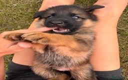 German Shepherd dogs for sale: Last stunning male puppy available  - Image 7