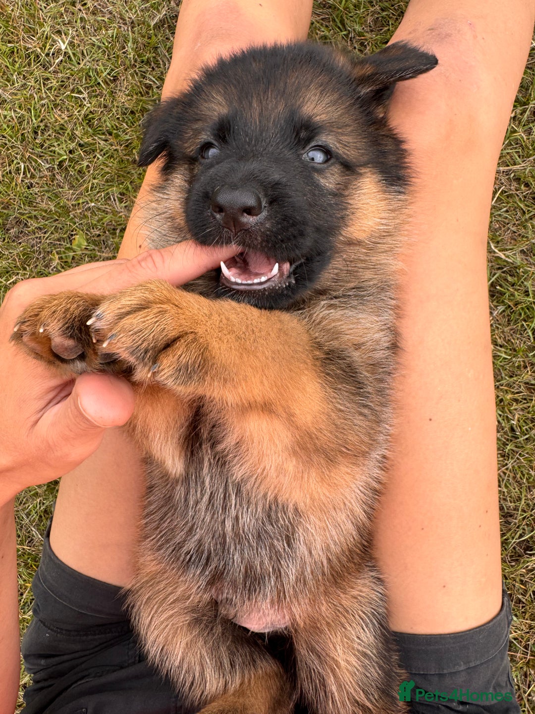 German Shepherd dogs for sale: Last stunning male puppy available  - Image 7