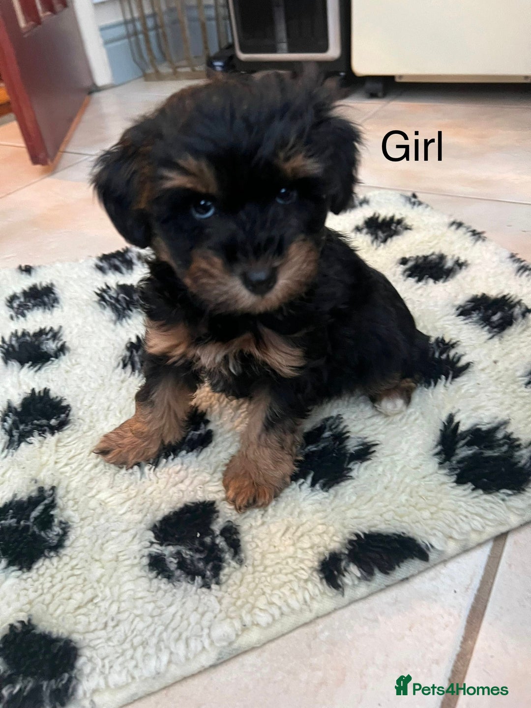 Schnoodle dogs for sale: American Toy Schnoodle Puppies *READY TO GO* - Advert 3