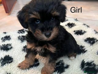 Schnoodle dogs Gorgeous American Toy Schnoodle Puppies For Sale - Advert 2