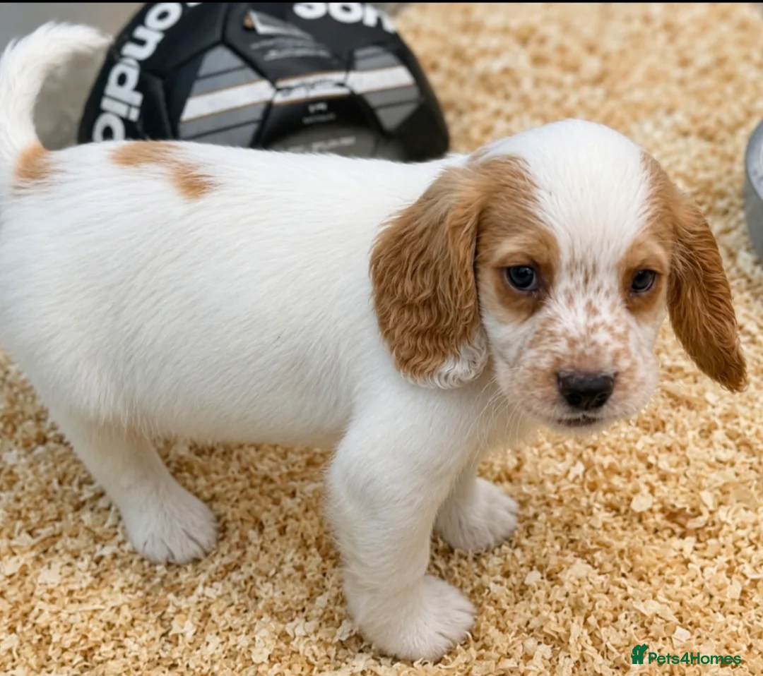 Cocker Spaniel dogs for sale: Beautiful mixed litter of Cocker pups in Ferryhill - Advert 8