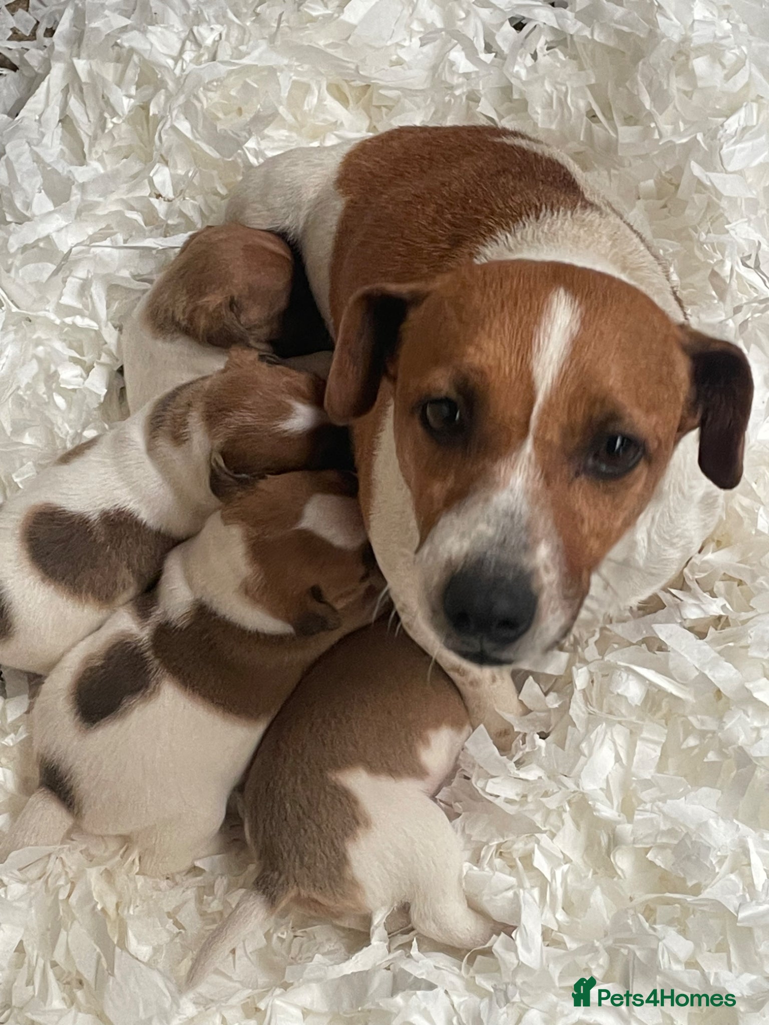 Jack Russell dogs Healthy chunky JRT puppies  - Advert 2