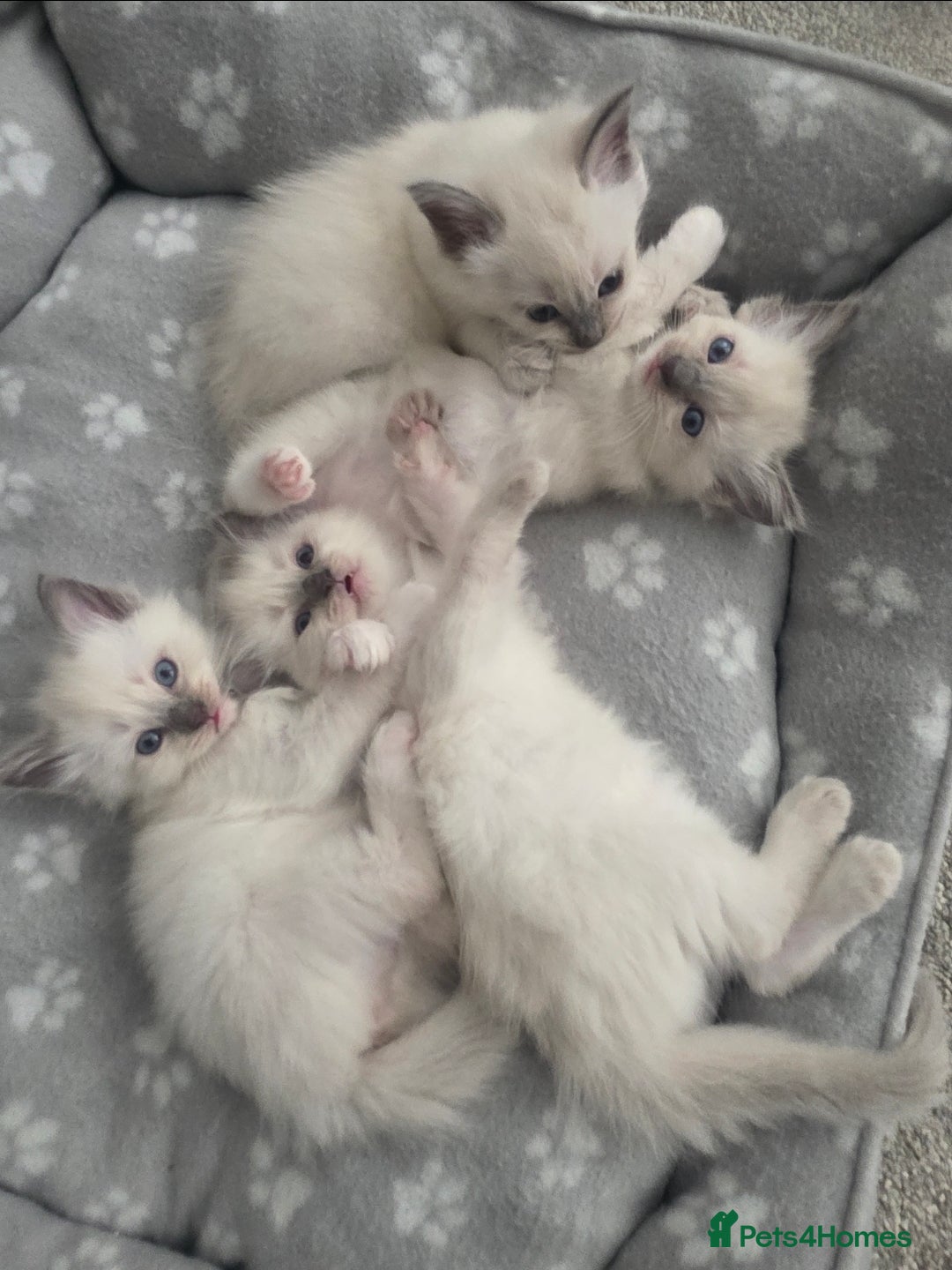 Ragdoll cats for sale: 2 beautiful litters of Ragdolls  - Image 30
