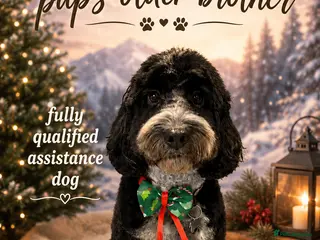 Cockapoo dogs Black and white tuxedo puppies - Advert 6