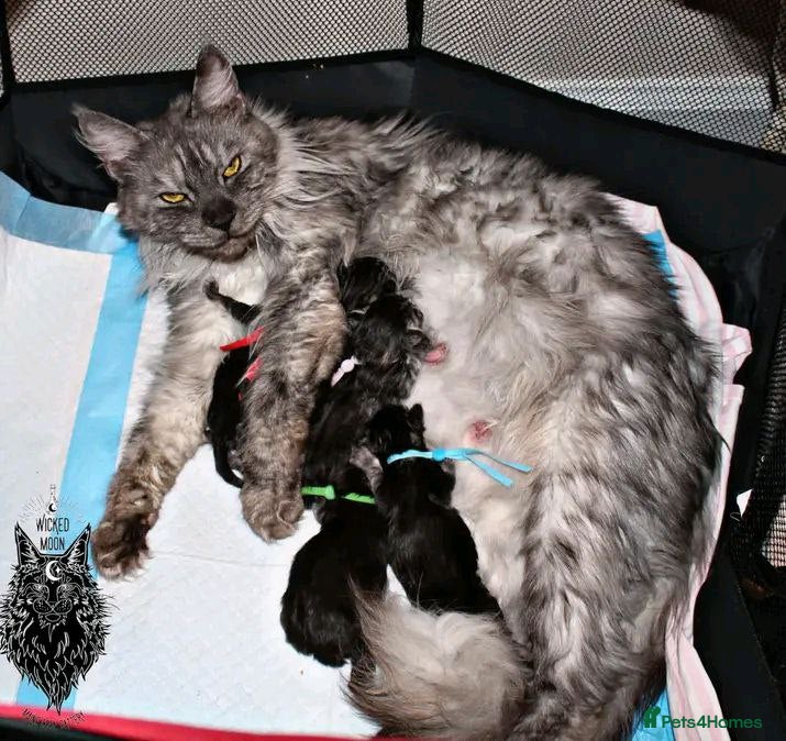 Maine Coon cats Beautiful Maine Coon kittens - Advert 1