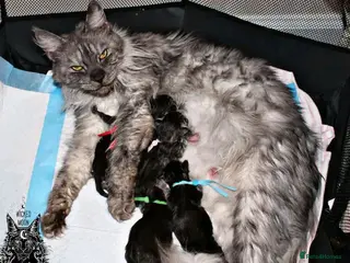 Maine Coon cats Beautiful Maine Coon kittens - Advert 1