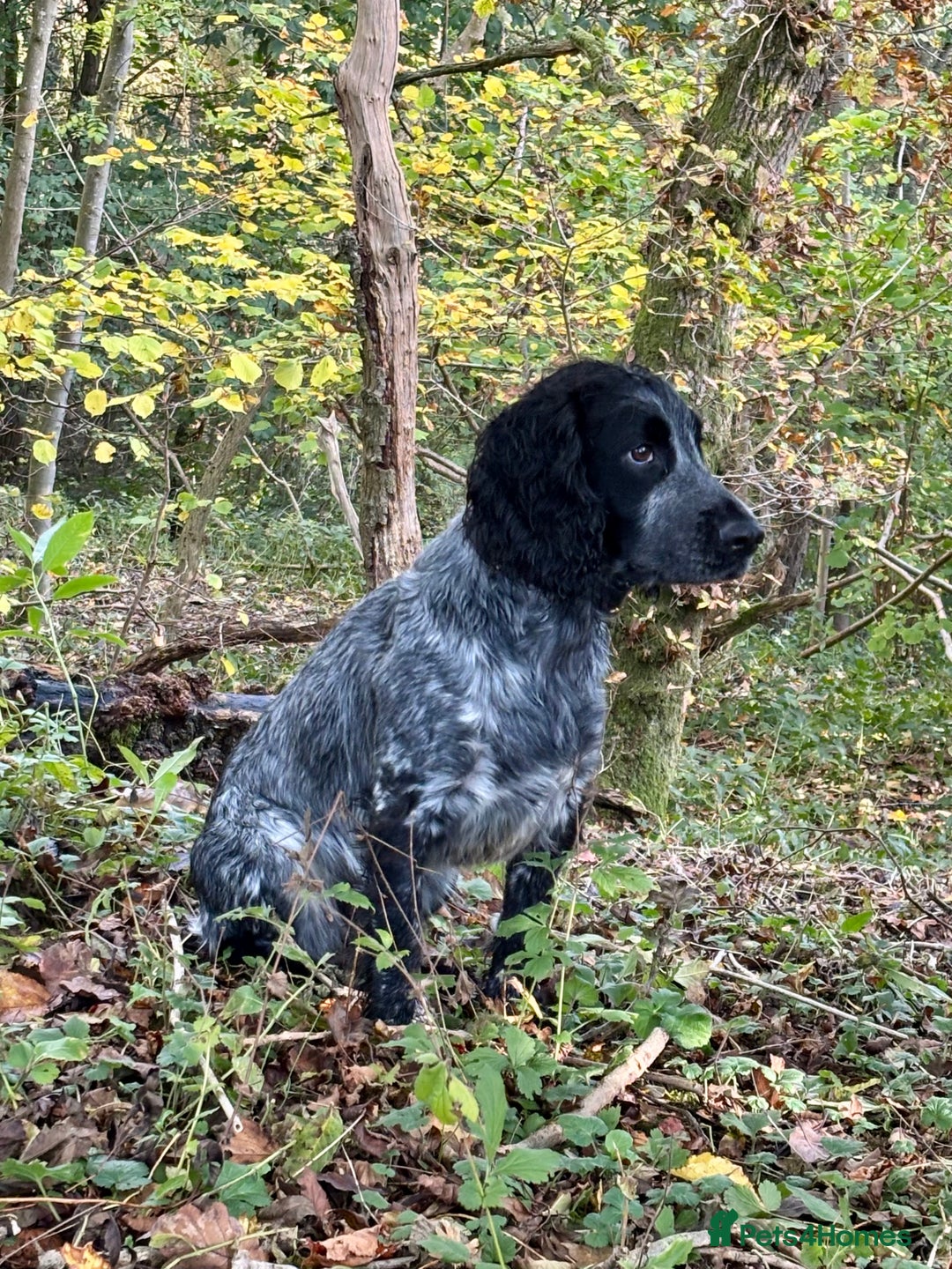 Cocker Spaniel dogs for stud: Cocker Spaniel stud  - Advert 23