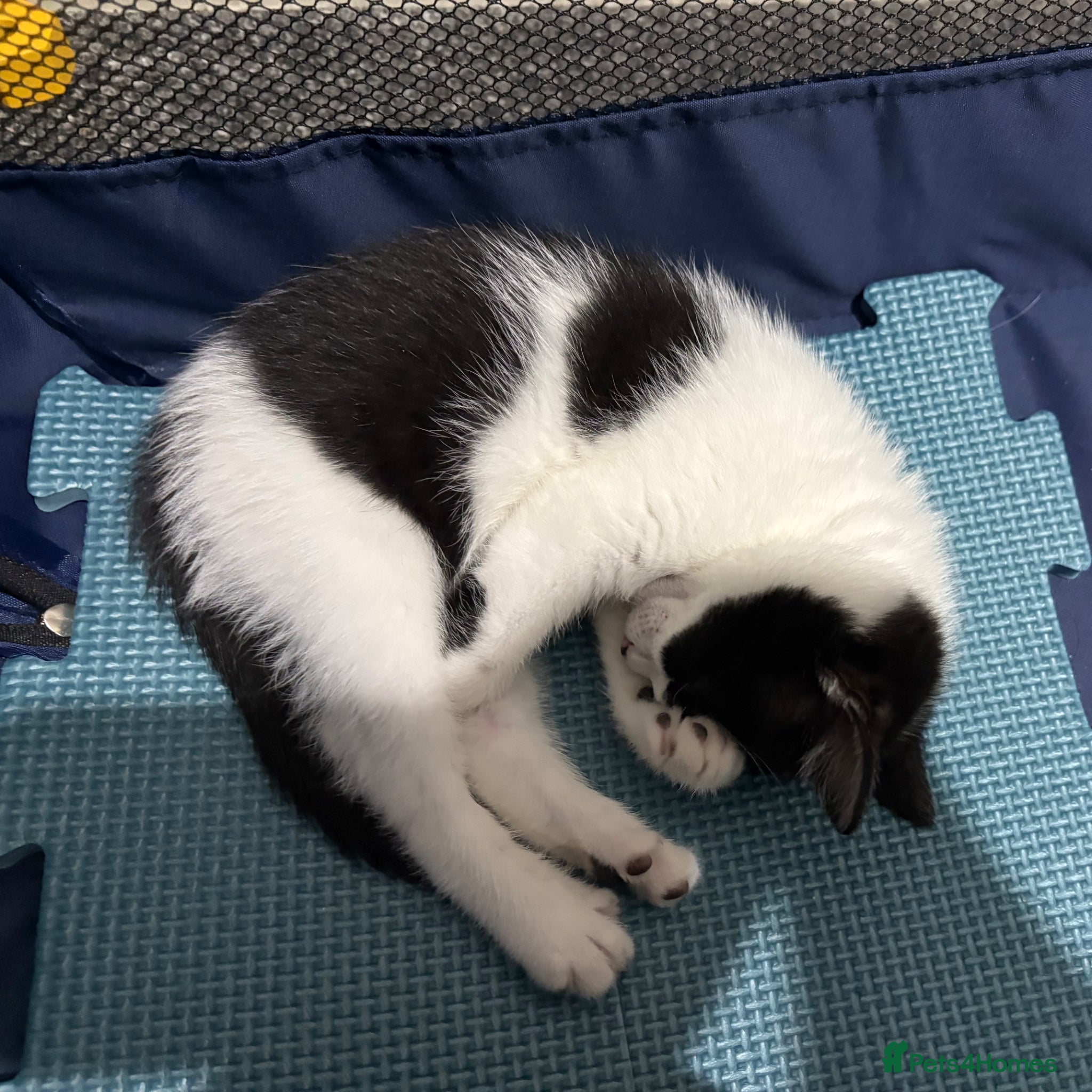 Domestic Shorthair cats 8week female kitten + all essentials (worth£100+)  - Advert 2