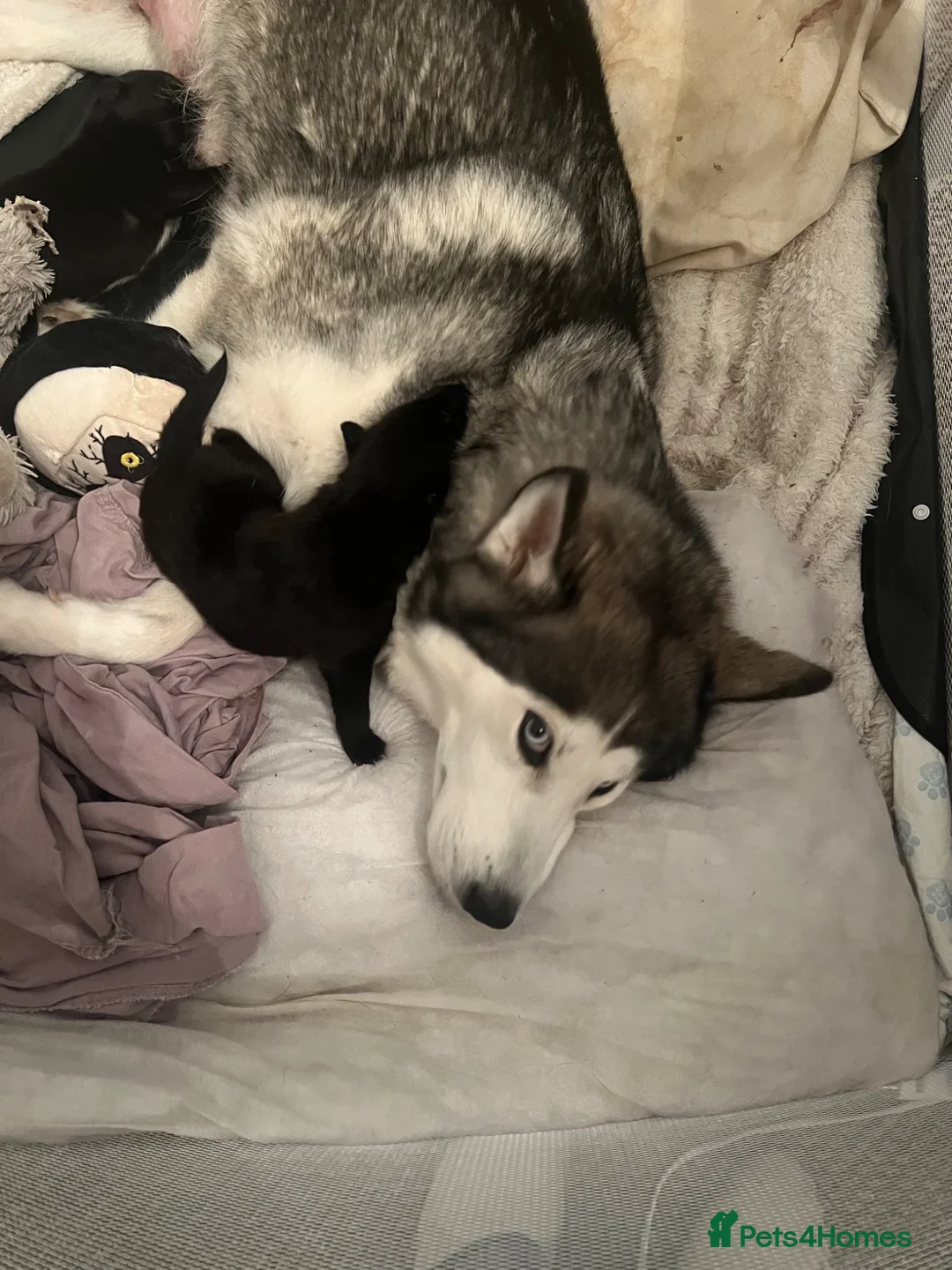 Mixed Breed dogs for sale: Labsky puppies  - Advert 2