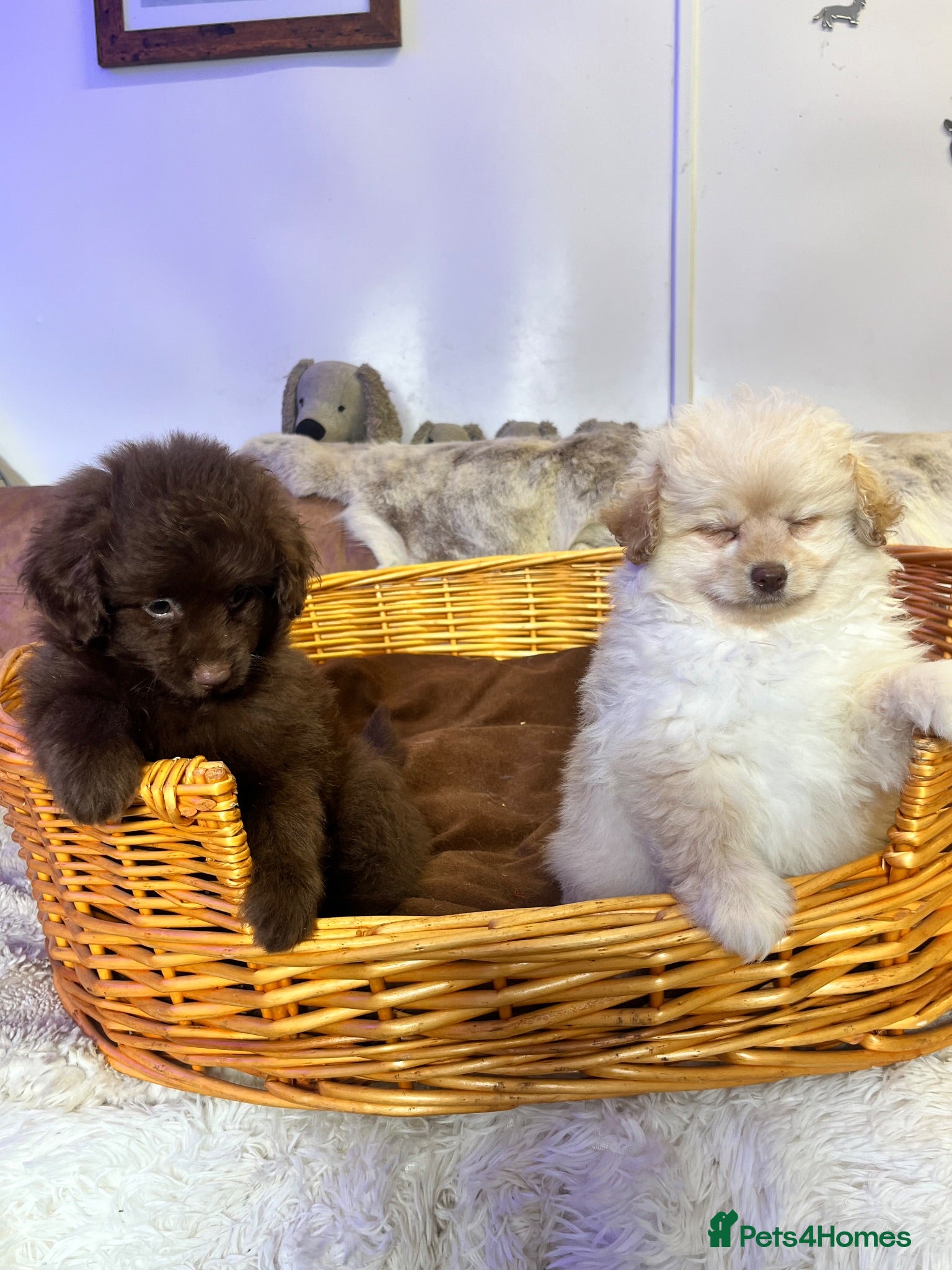 Pomapoo dogs Pure Fluff  Balls Pomapoos  - Advert 2