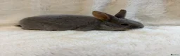 Rex rabbits for sale: 2 beautiful Rex girls  - Advert 6