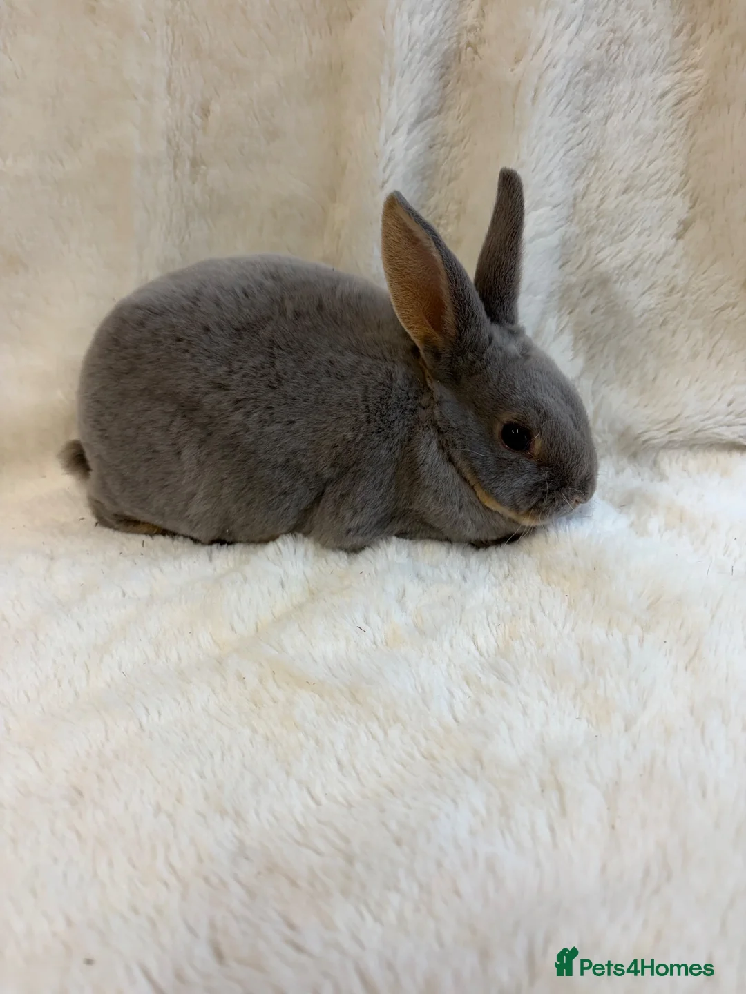 Rex rabbits for sale: 2 beautiful Rex girls  - Advert 6