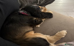 Cocker Spaniel dogs for sale: Exceptional pedigree KC champion show Cockers.  - Advert 13