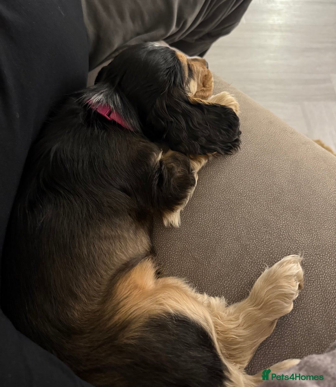 Cocker Spaniel dogs for sale: Exceptional pedigree KC champion show Cockers.  - Advert 13