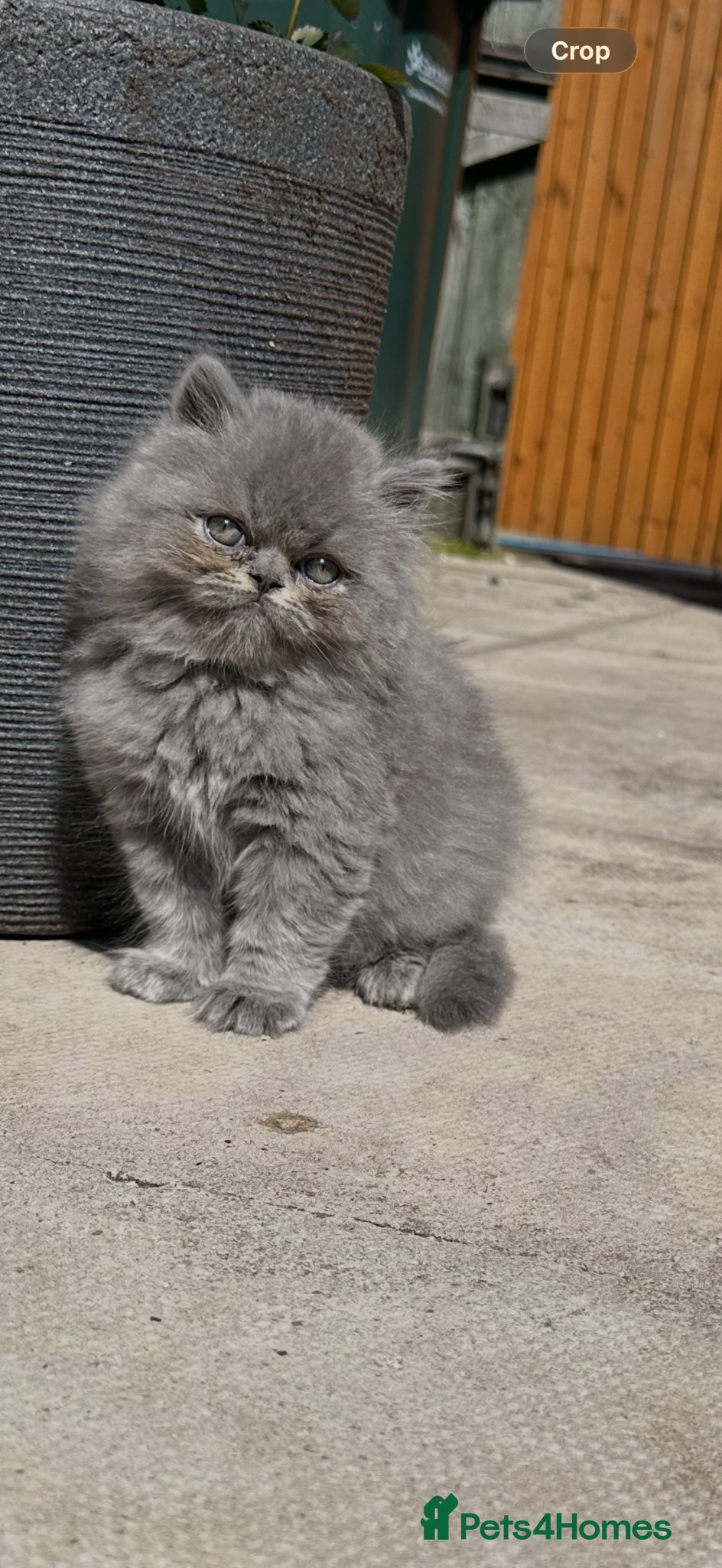 British Shorthair cats Top Quality British Shorthair kittens - Advert 3