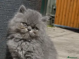 British Shorthair cats Top Quality British Shorthair kittens - Advert 3