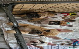 French Bulldog dogs for sale: French Bulldogs - Image 7