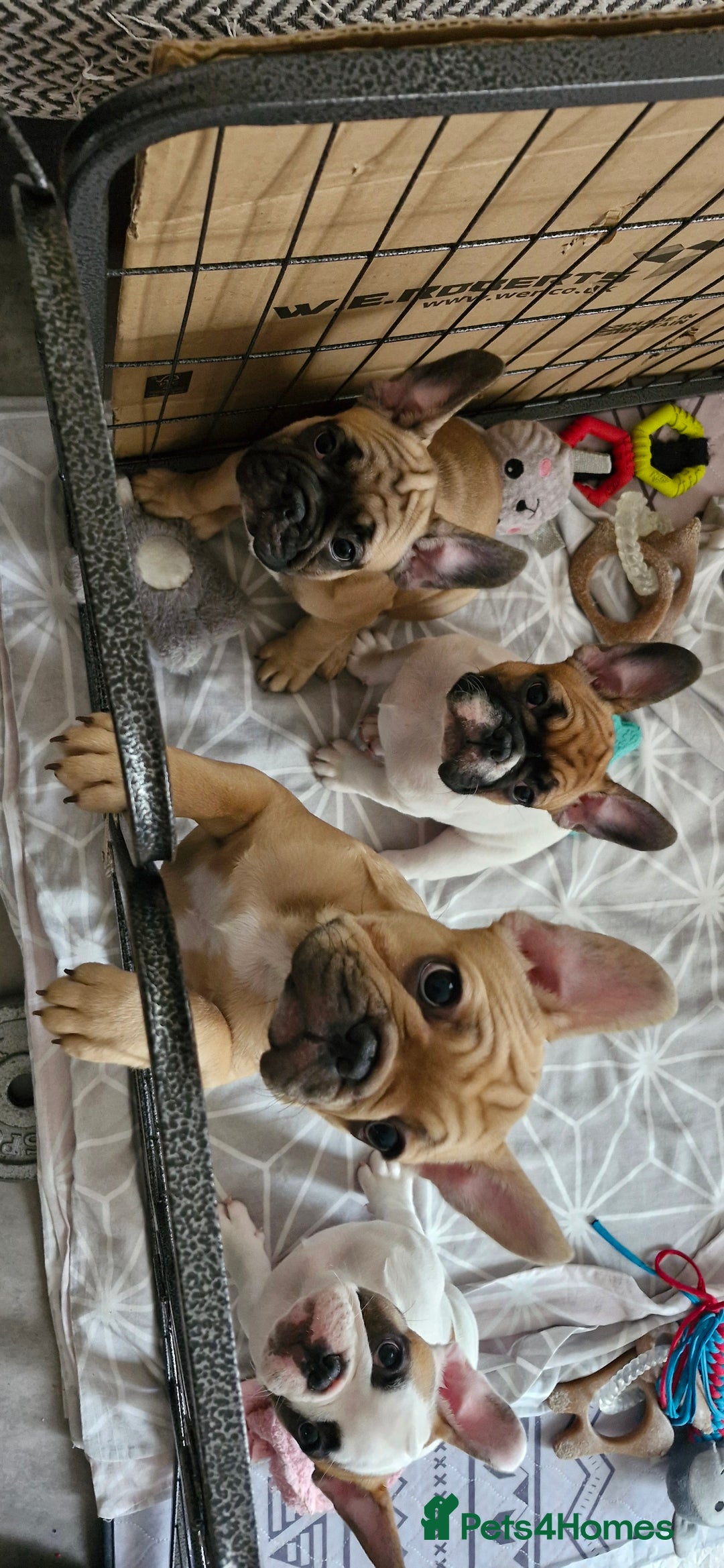 French Bulldog dogs for sale: French Bulldogs - Image 7