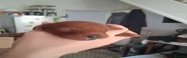 Cockapoo 8