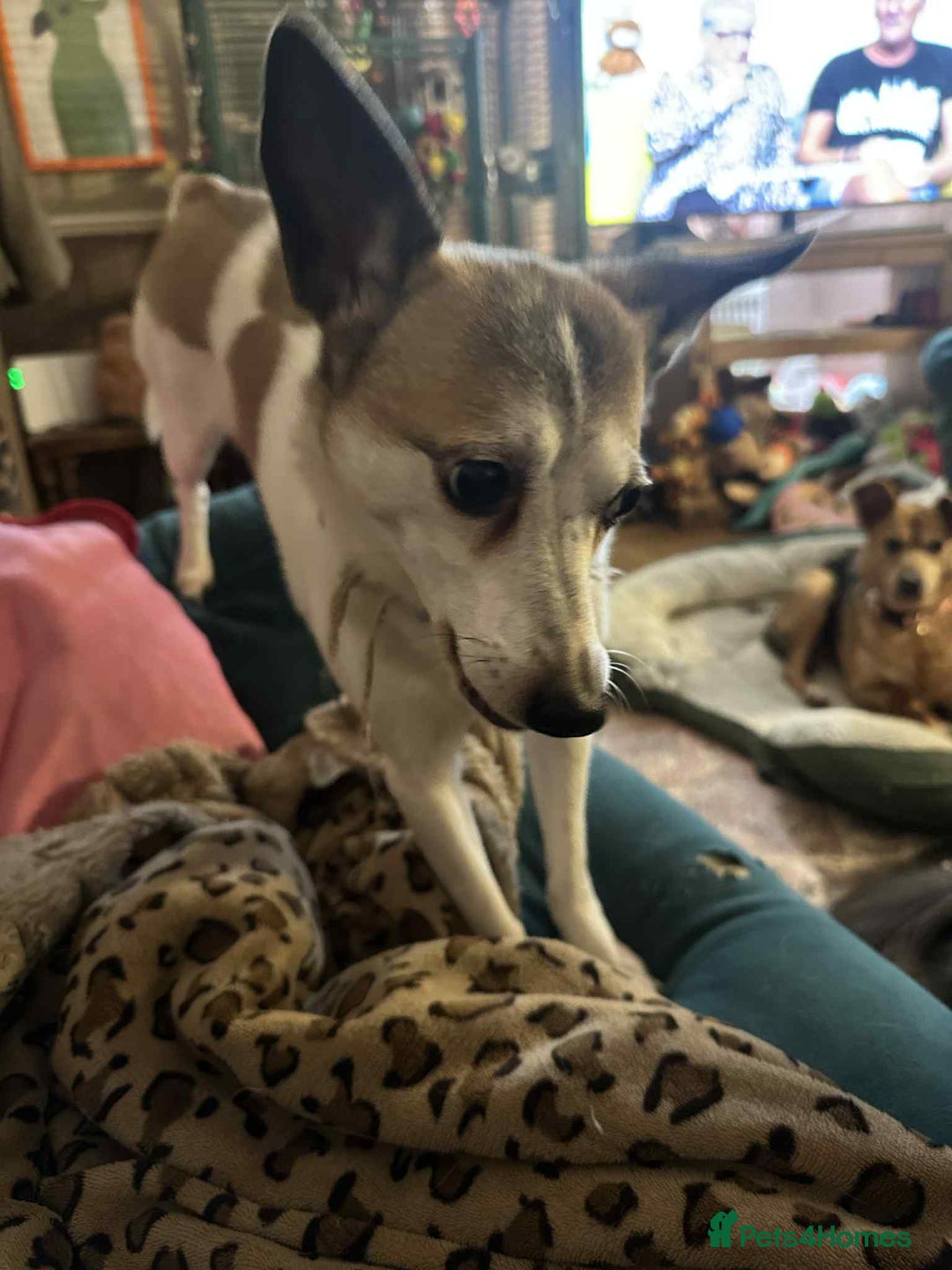 Mixed Breed dogs for adoption: Tia - Taverham Norfolk  - Advert 10