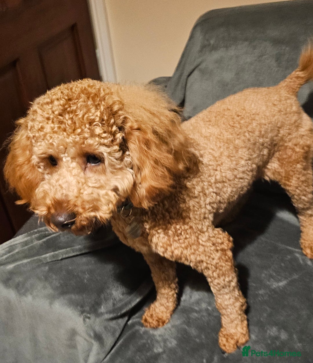Miniature Poodle dogs for stud: Red Miniature Poodle for Stud only - Advert 3