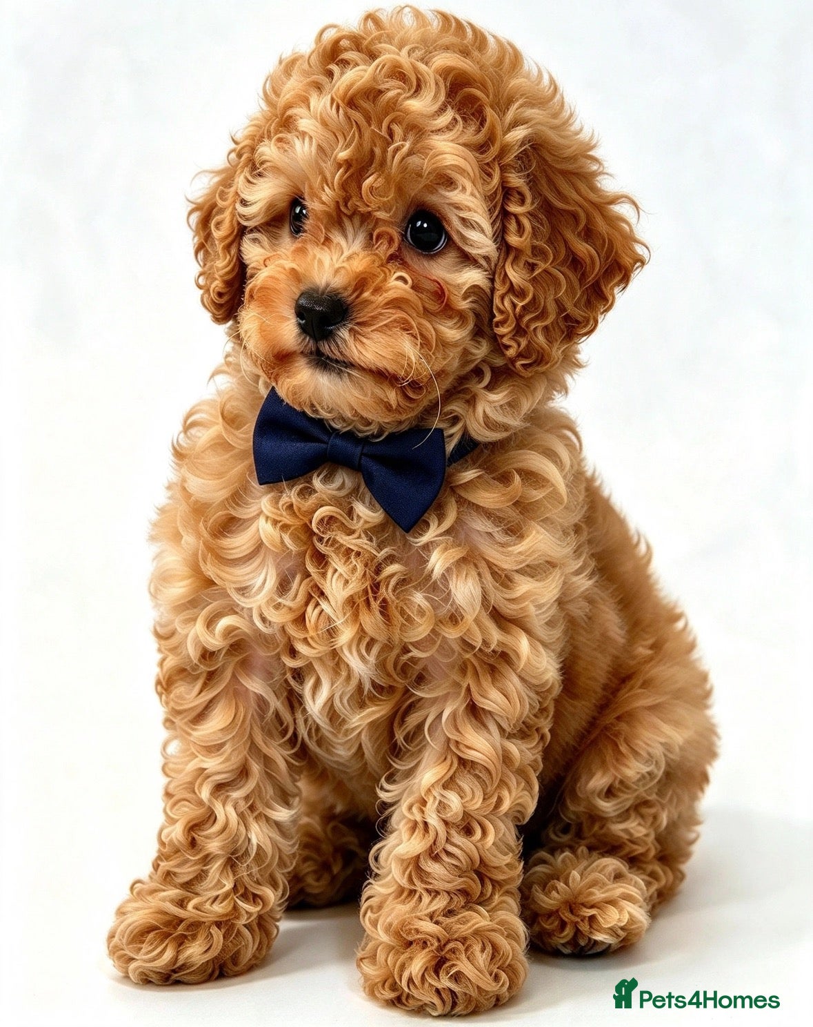 Toy Poodle dogs for sale:  Beautiful Toy Poodle Puppies  - Advert 2
