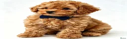 Toy Poodle dogs for sale:  Beautiful Toy Poodle Puppies  - Advert 3