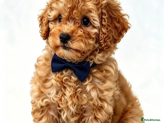 Toy Poodle dogs for sale: Beautiful Toy Poodle Puppies - Advert 2