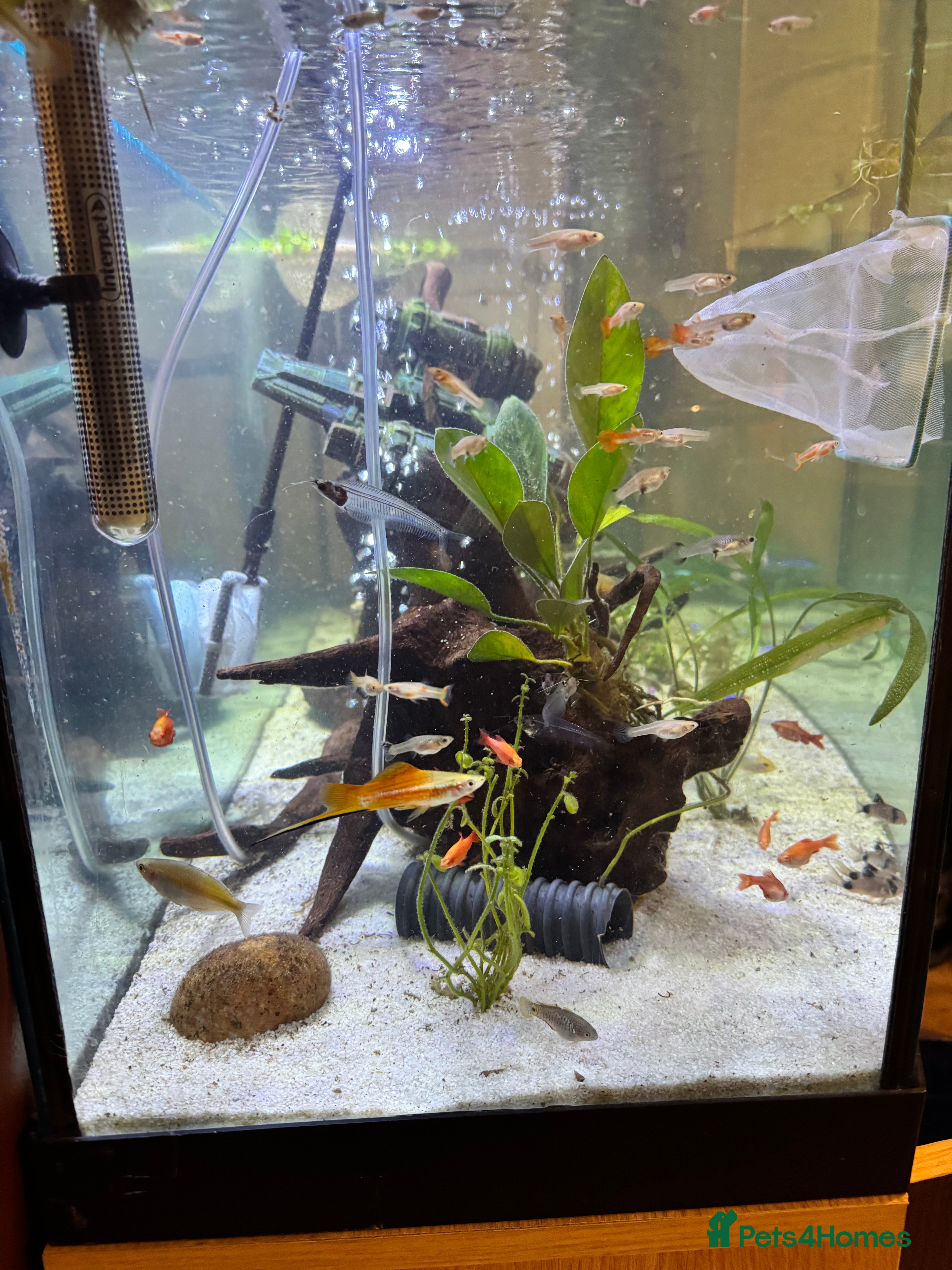 Other/Mixed Breed fish Guppies in Rushden - Advert 16