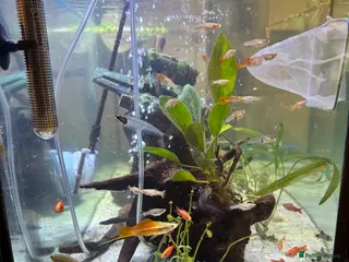 Other/Mixed Breed fish Guppies in Rushden - Advert 16