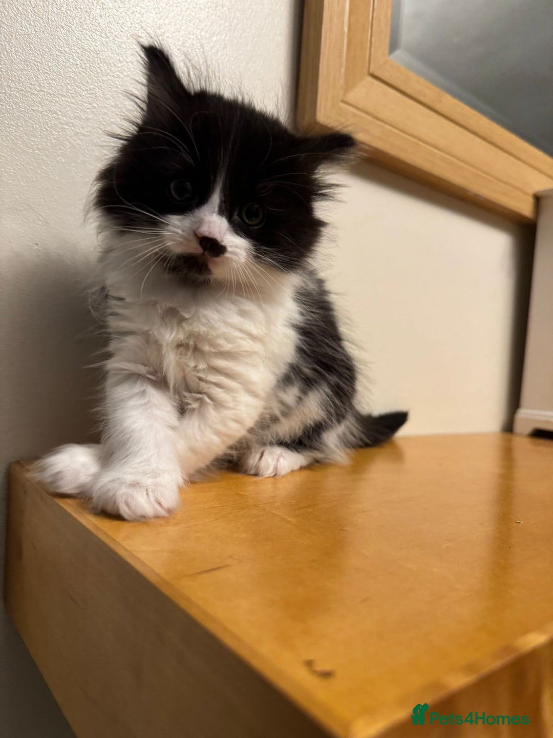 Turkish Angora cats for sale: Turkish Angora cross breed kittens - Advert 11