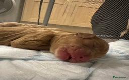 Cockapoo dogs for sale: F2 cockapoo puppies 4 boys 2 girls  - Advert 10