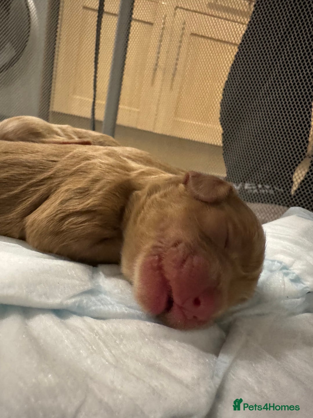 Cockapoo dogs for sale: F2 cockapoo puppies 4 boys 2 girls  - Advert 10