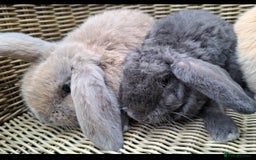 Mini Lop rabbits for sale: Baby mini lops ready to be reserved  - Image 3